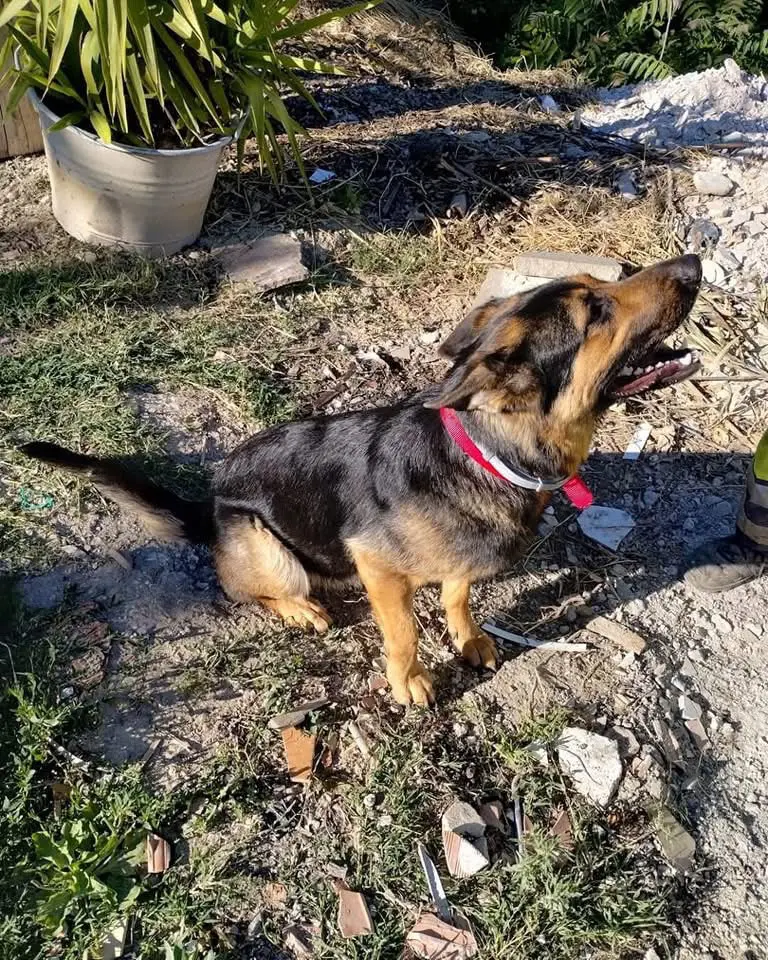 cagna reunited   60021 Camerano Riva