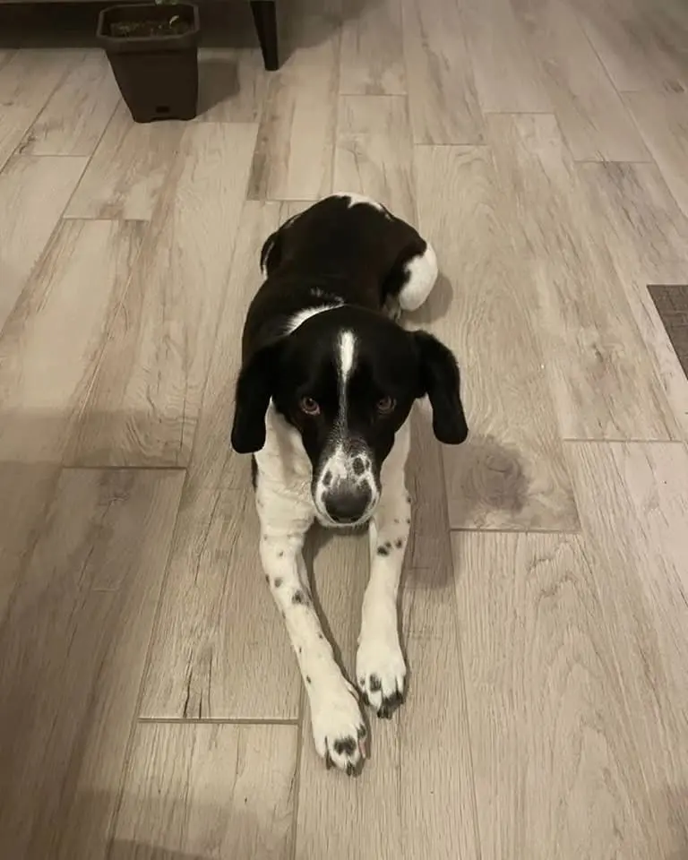 cagna reunited   60027 Osime Zoe