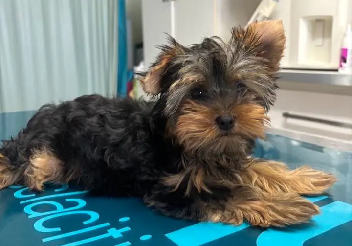 cagna reunited   24060 Villongo Cloe