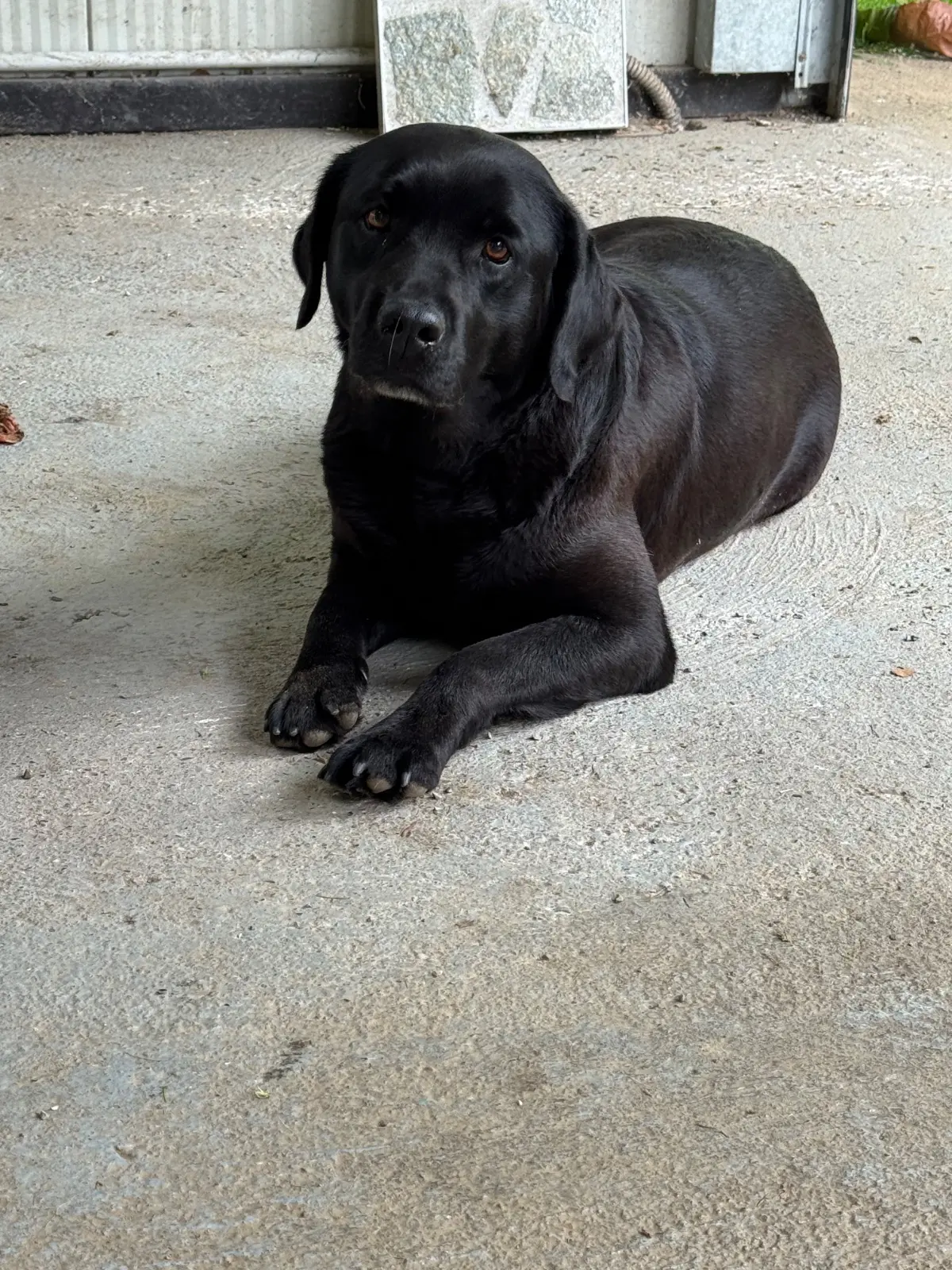 cagna reunited   24040 Bonate Sopra Dina e luna