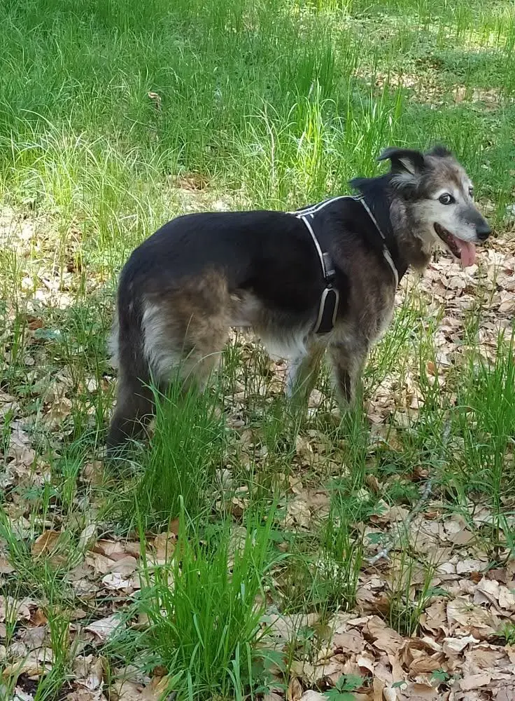 cagna reunited   13884 Sala Biellese Molly