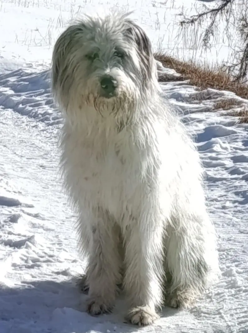 cagna reunited   25060 Collebeato Alaska