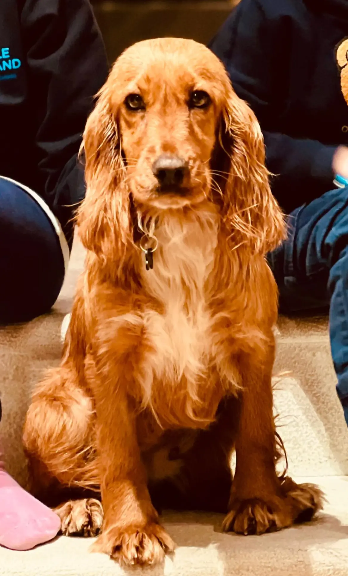 cagna reunited   25121-25136 Brescia Nina