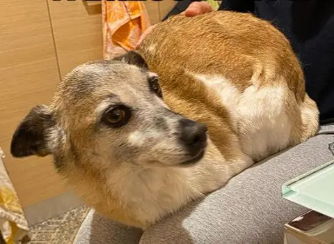 cagna reunited   25121-25136 Brescia Talia