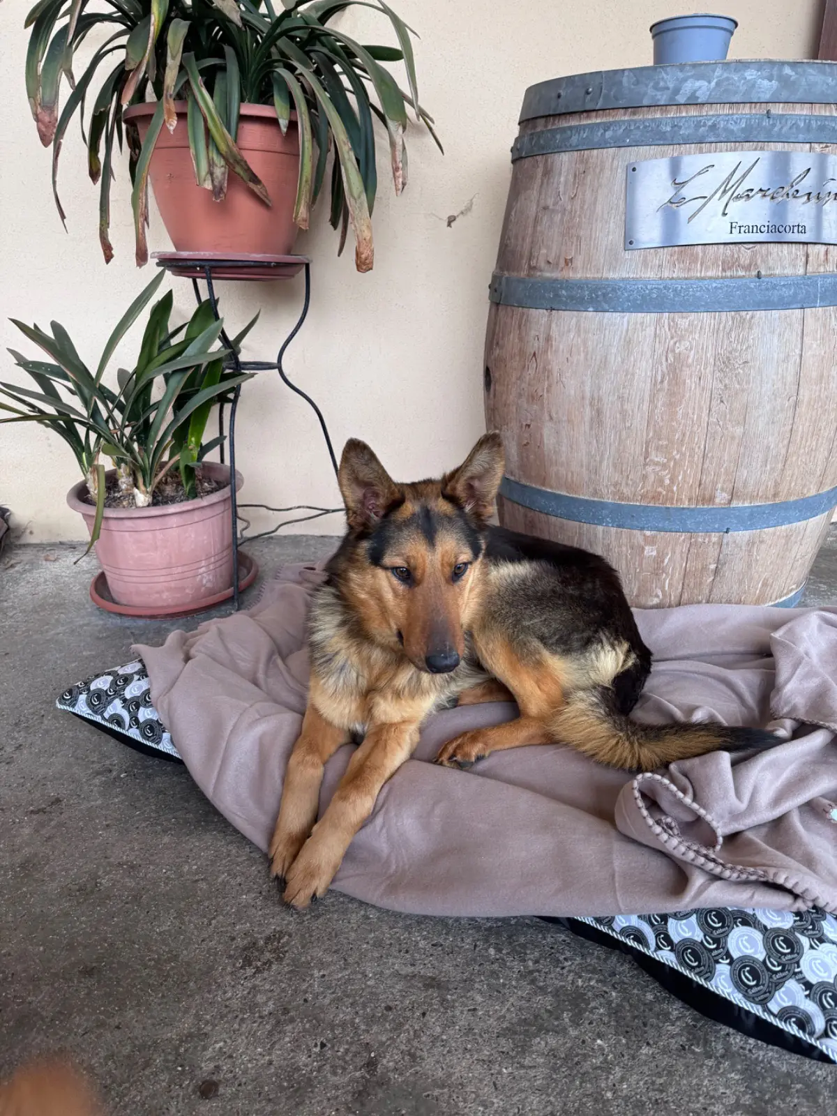 cagna reunited   25050 Passirano Licia