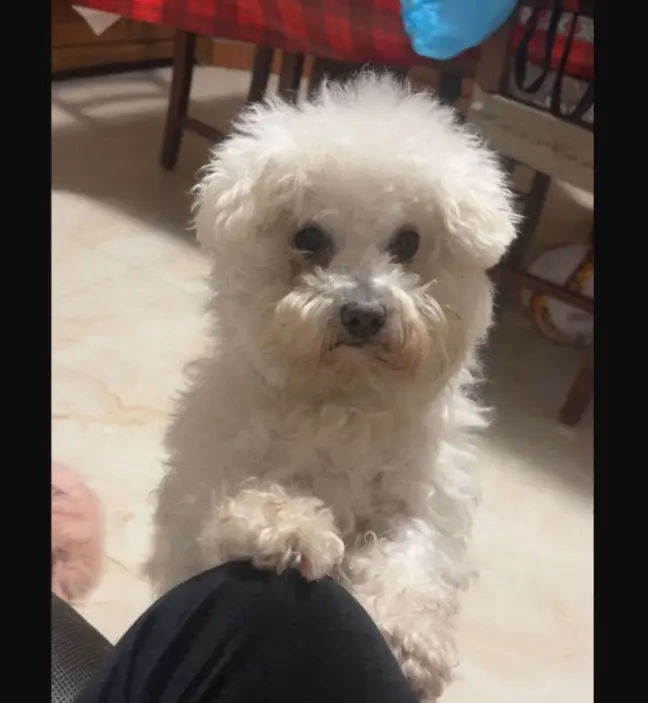 cagna reunited   09048 Sìnnia/Sinnai Akira