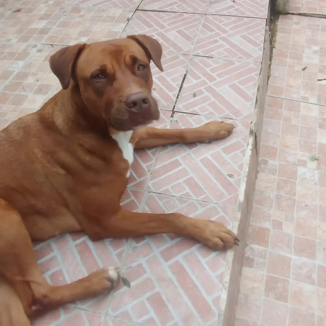 cagna reunited    Cagliari Belle