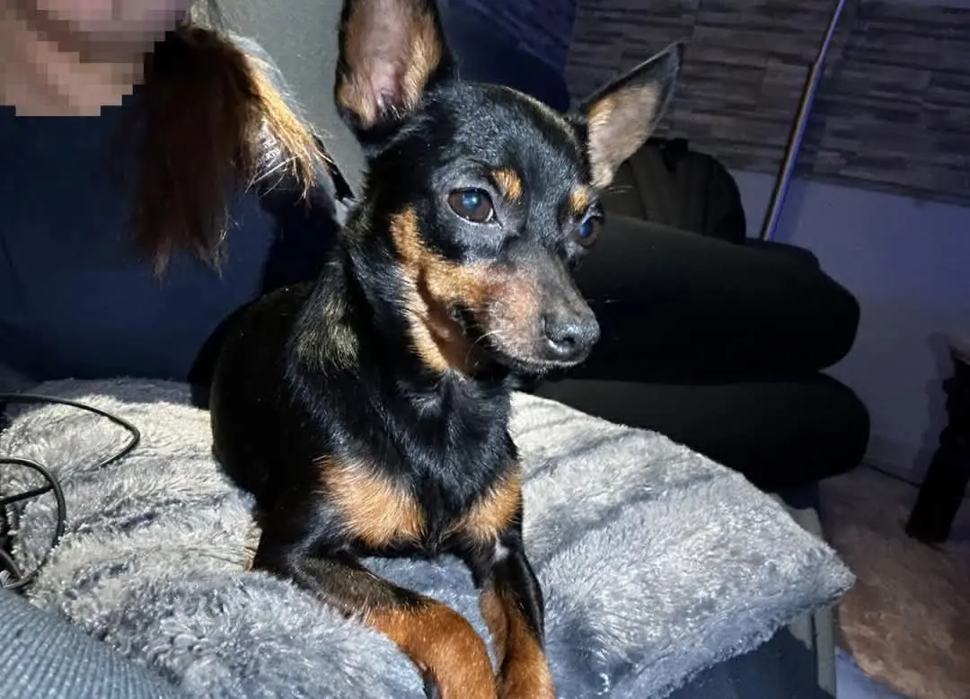 cagna reunited    Cagliari Maya