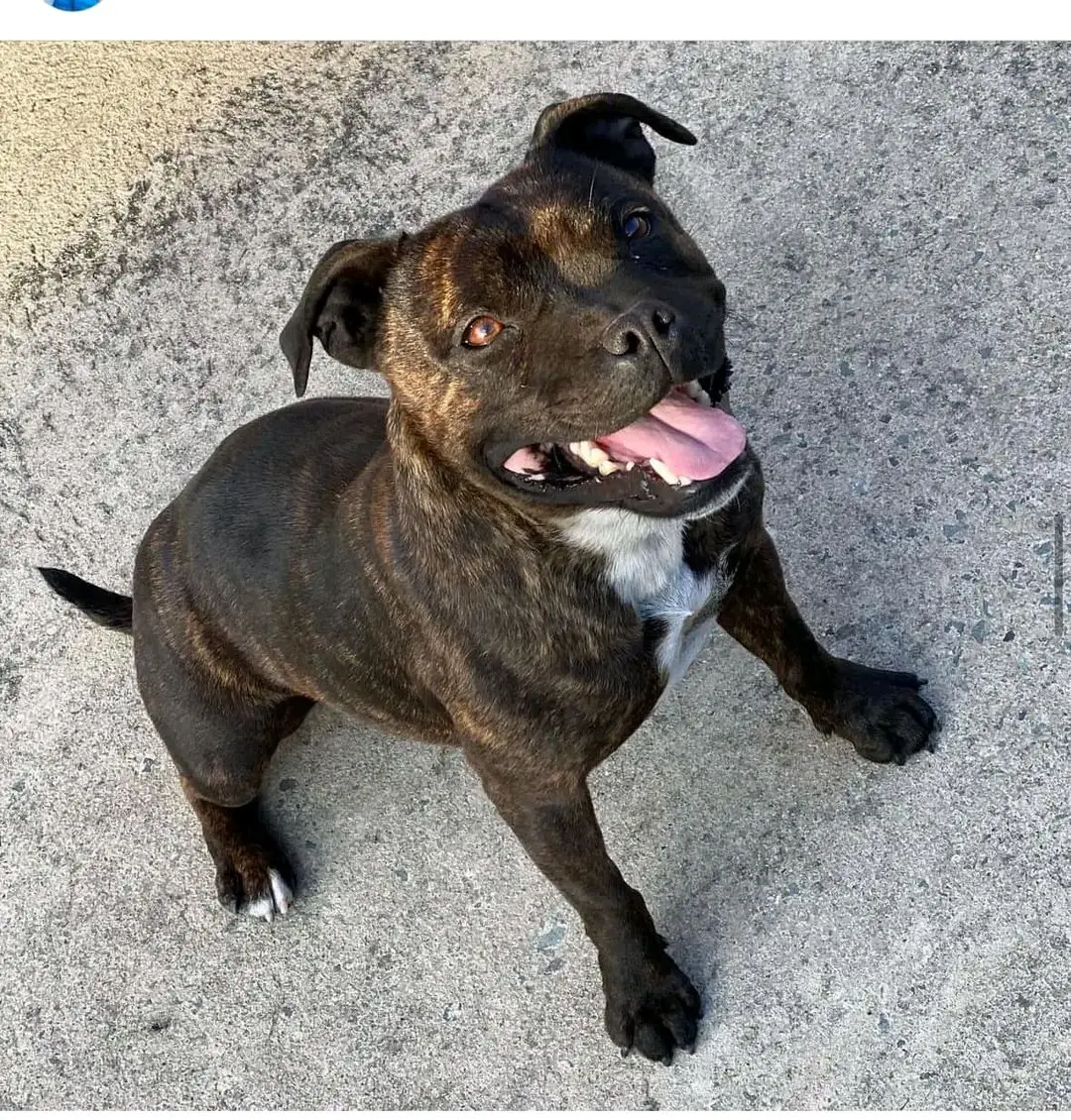 cagna reunited   09028 Sestu Kira