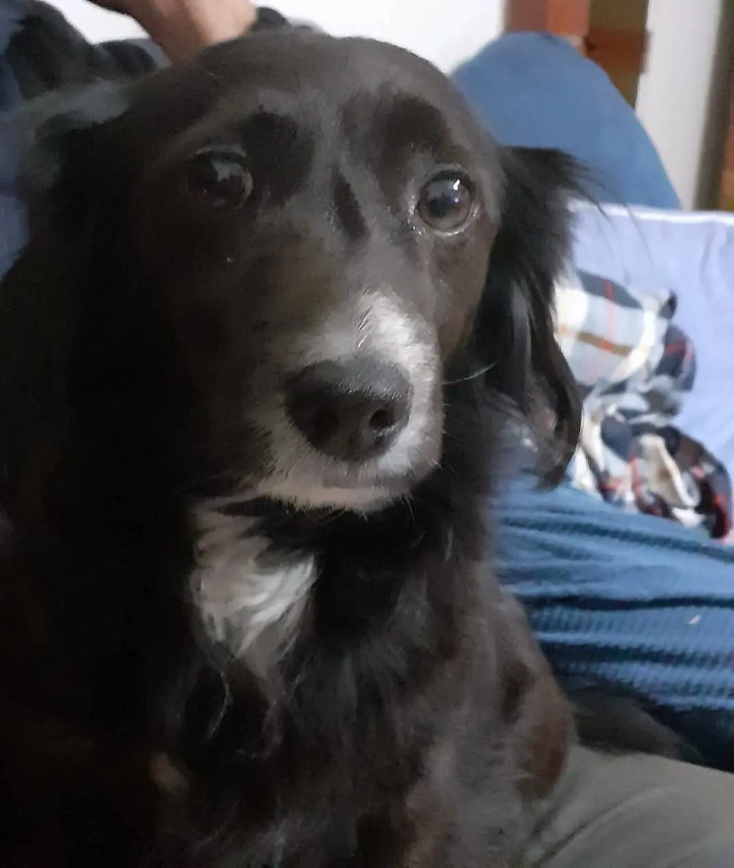 cagna reunited   09060 Sètimu/Settimo San Pietro Luna