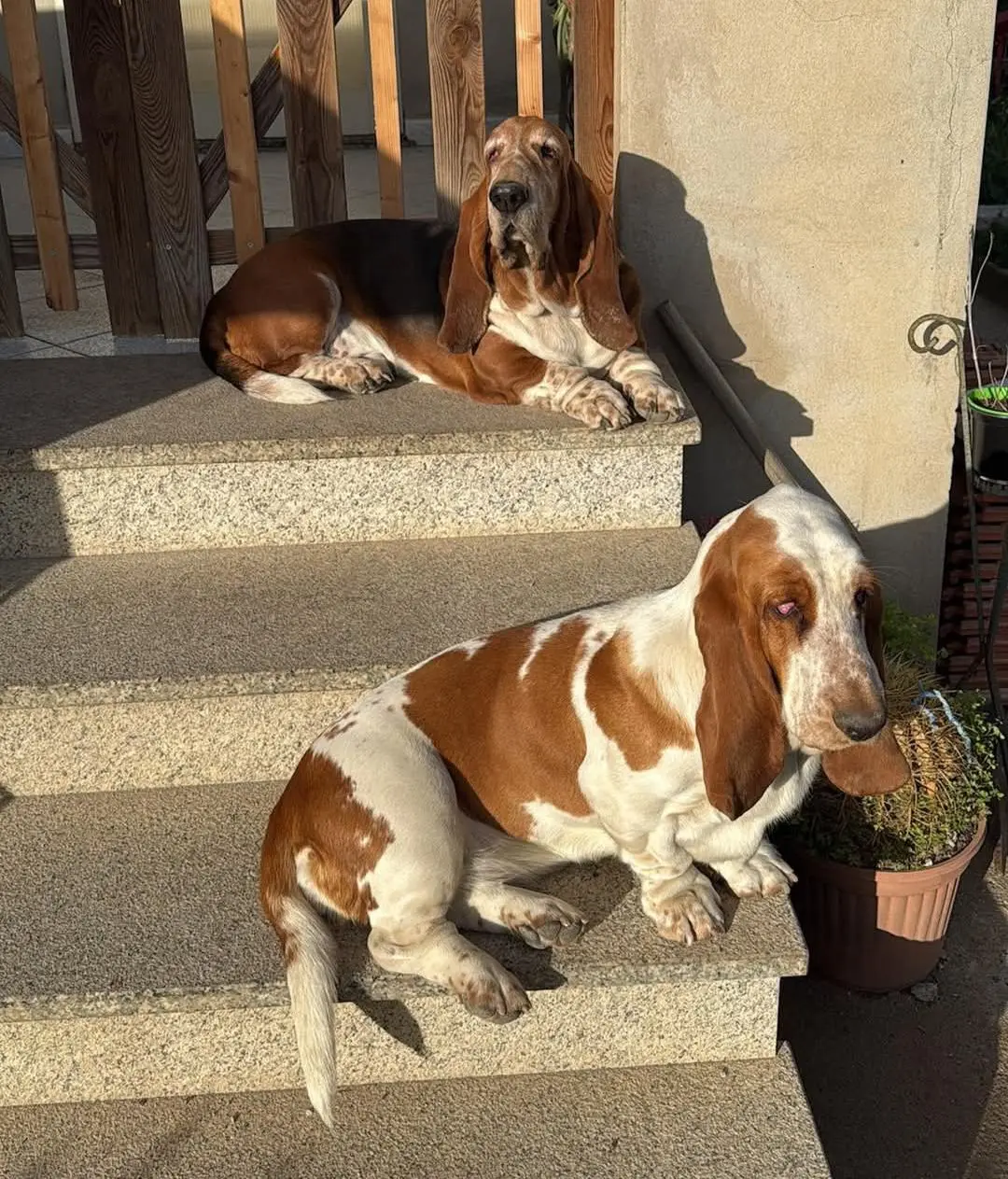 cagna reunited   09032 Assèmini/Assemini Maya