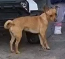 cagna reunited   09028 Sestu Mia