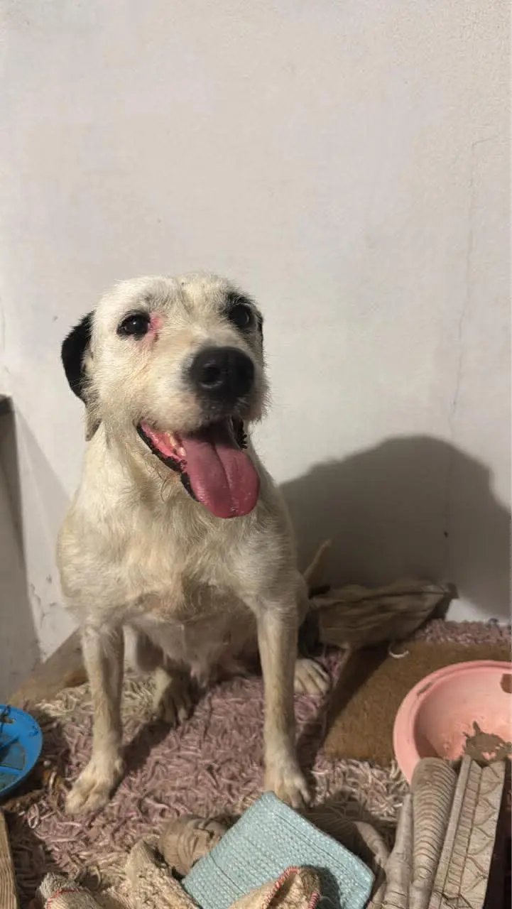 cagna reunited   09045 Quartu Sant'Aleni/Quartu Sant'Elena Molly