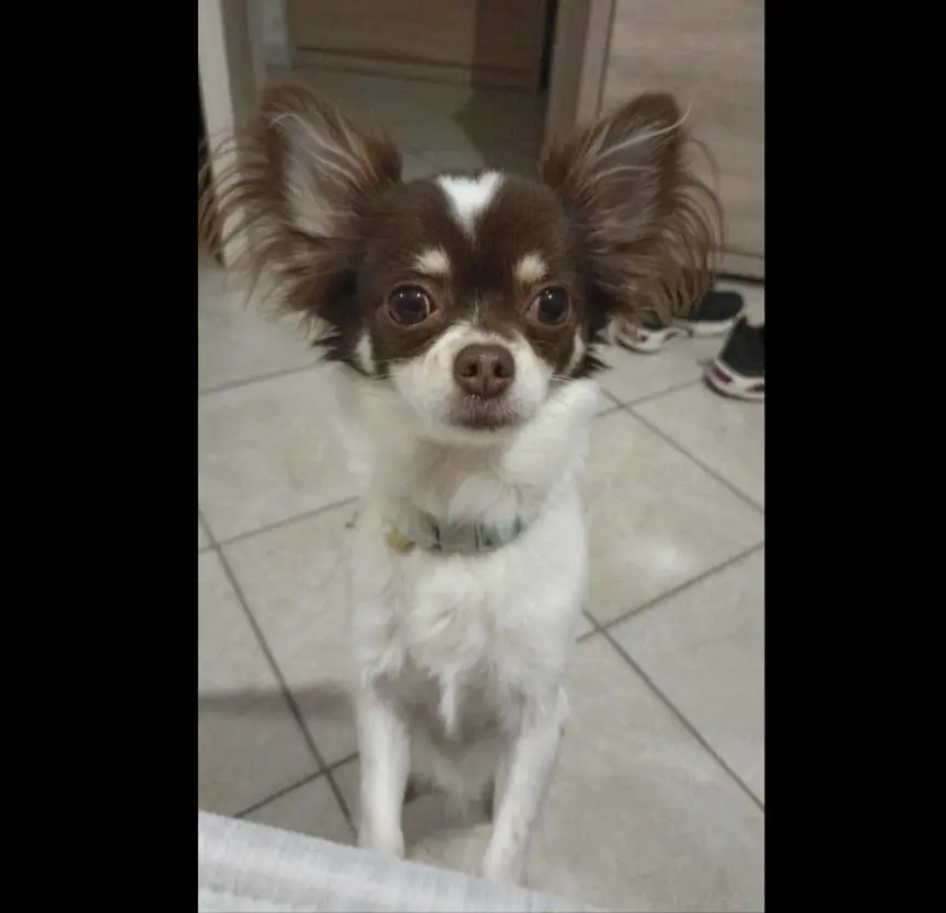 cagna reunited   09044 Quartùcciu/Quartucciu Mya