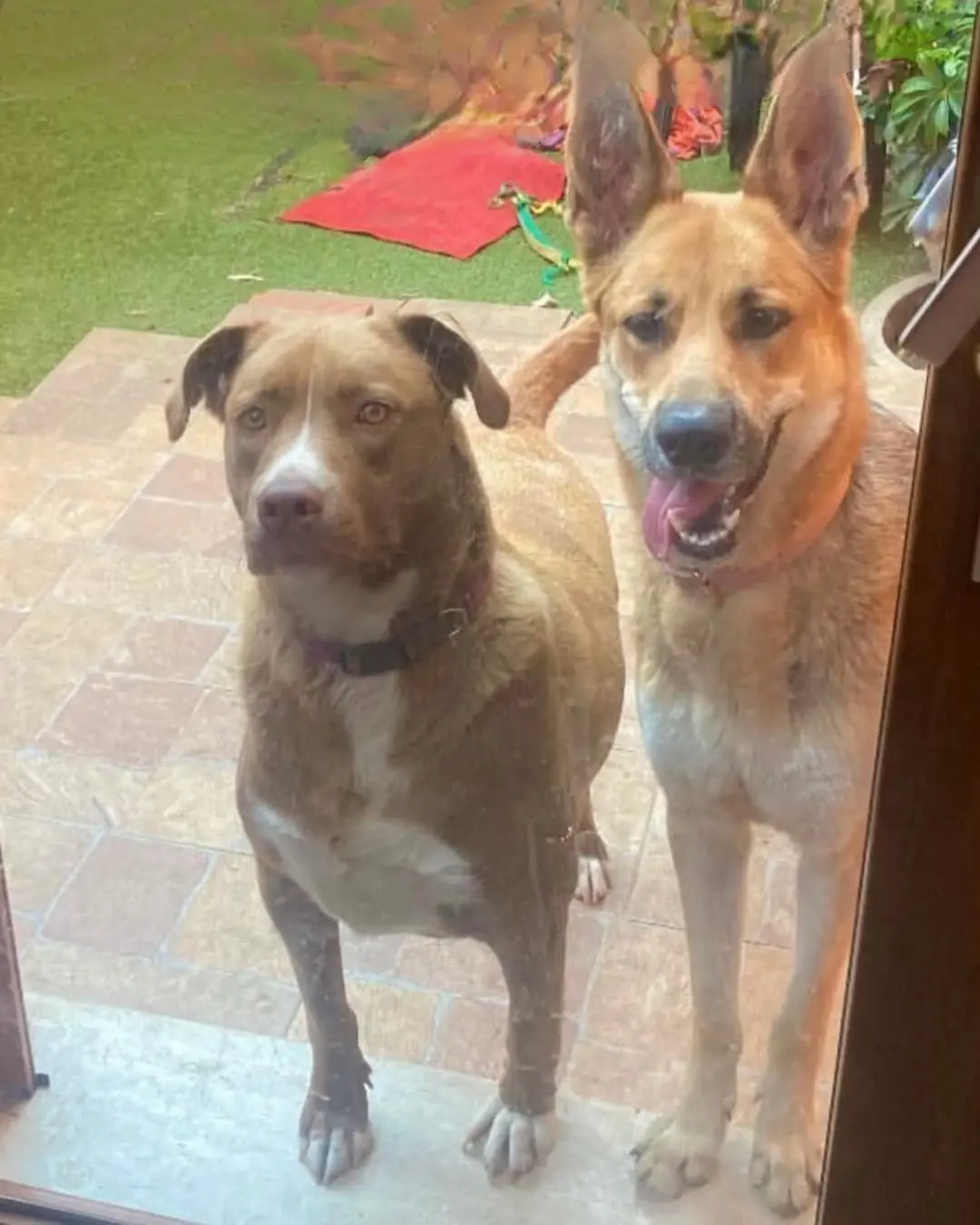 cagna reunited   09045 Quartu Sant'Aleni/Quartu Sant'Elena Nala & raya