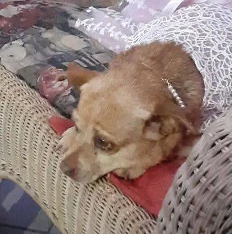 cagna reunited   09048 Sìnnia/Sinnai Poppy