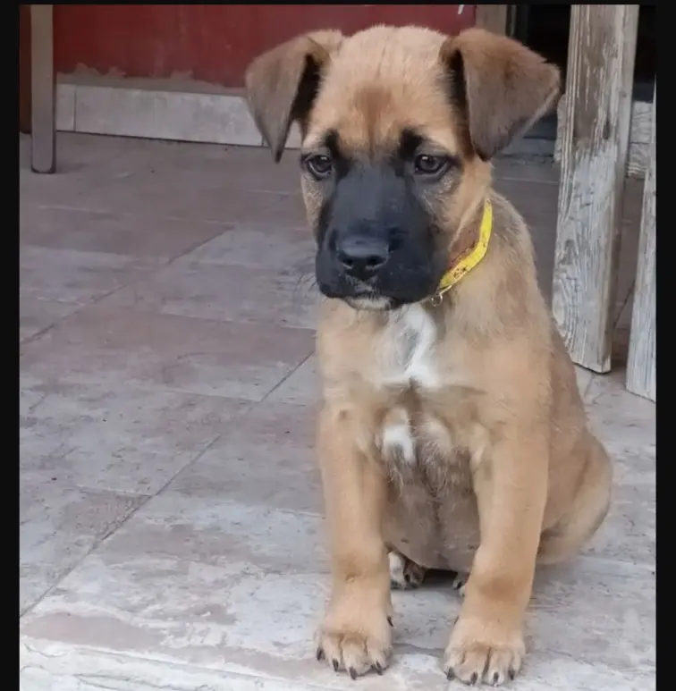 cagna reunited   09032 Assèmini/Assemini Sally