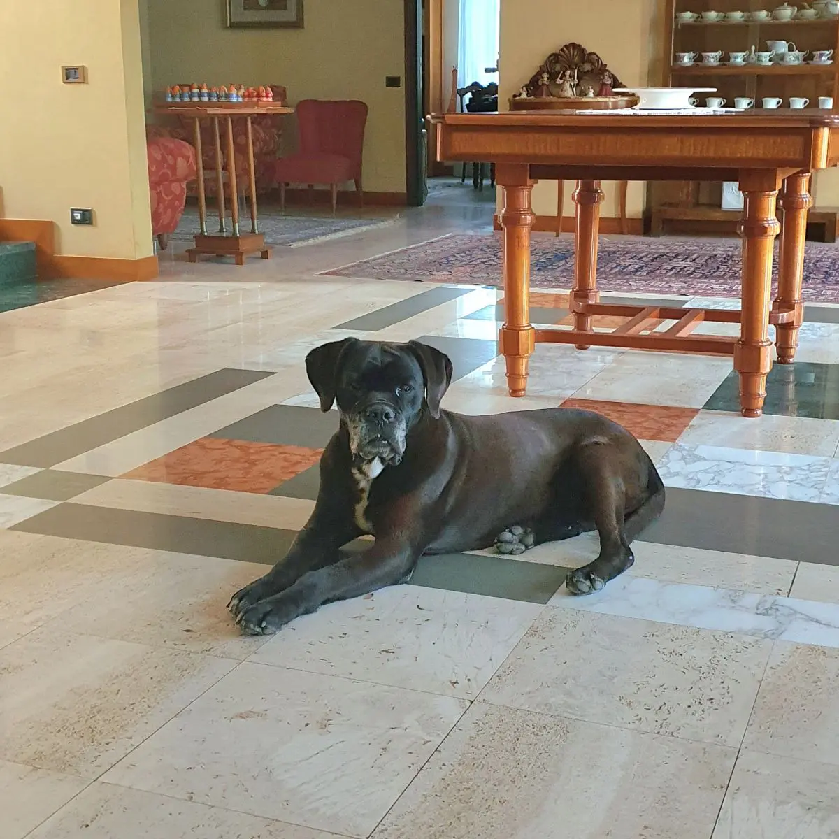 cagna reunited    Campobasso India