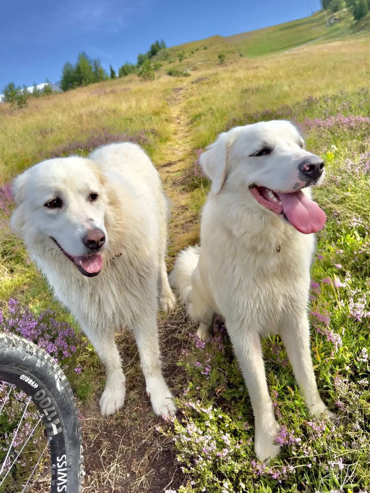 cagna reunited   12041 Bene Vagienna Aria e nino