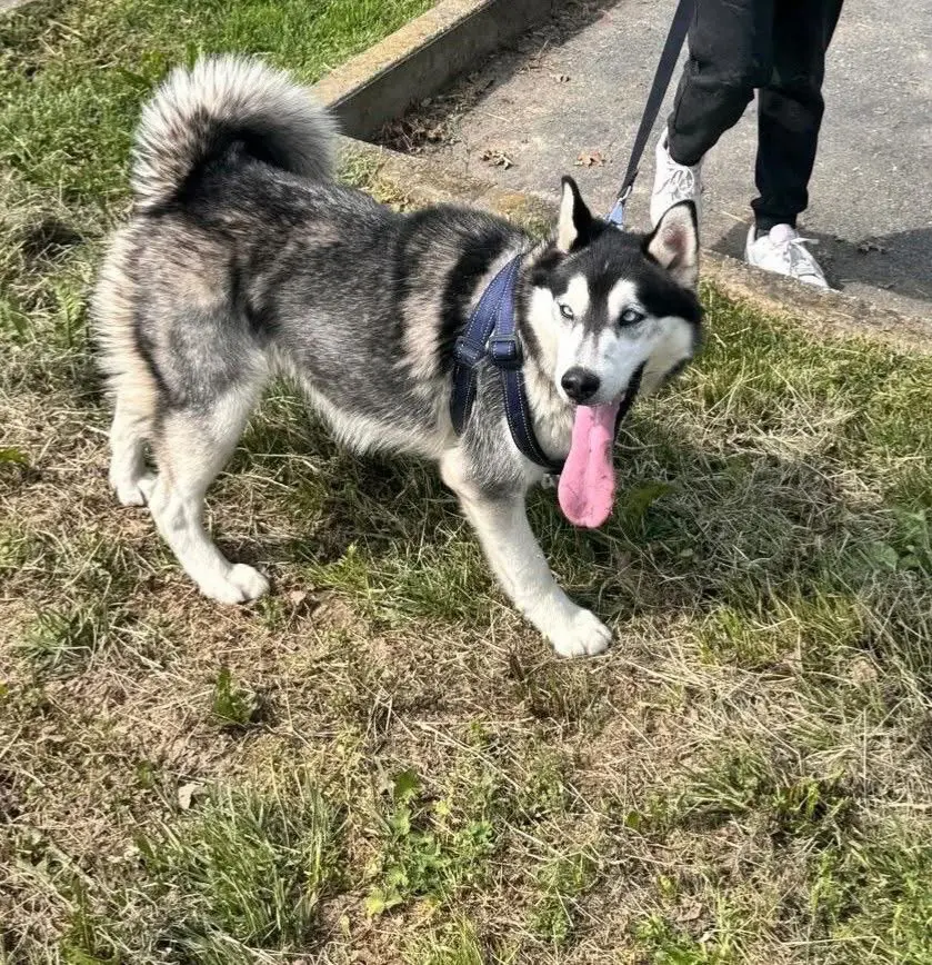 cagna reunited    Scarnafigi Leela