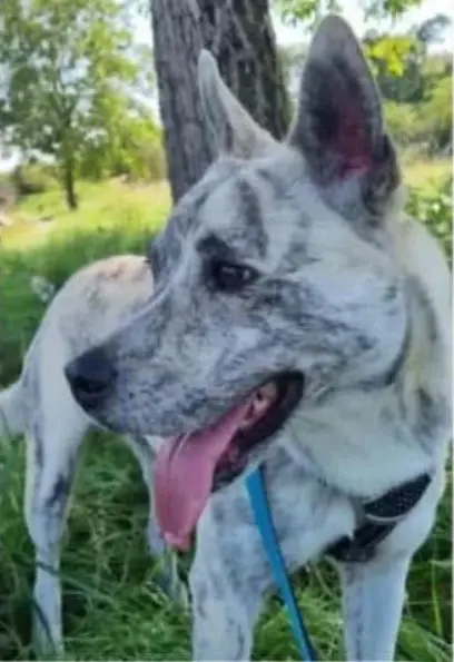 cagna reunited    San Damiano Macra Lola