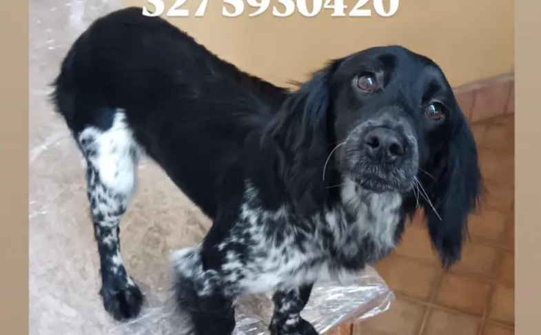 cagna reunited    Catane Angelina