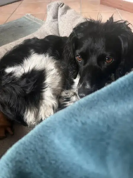 cagna reunited    Catane Glam