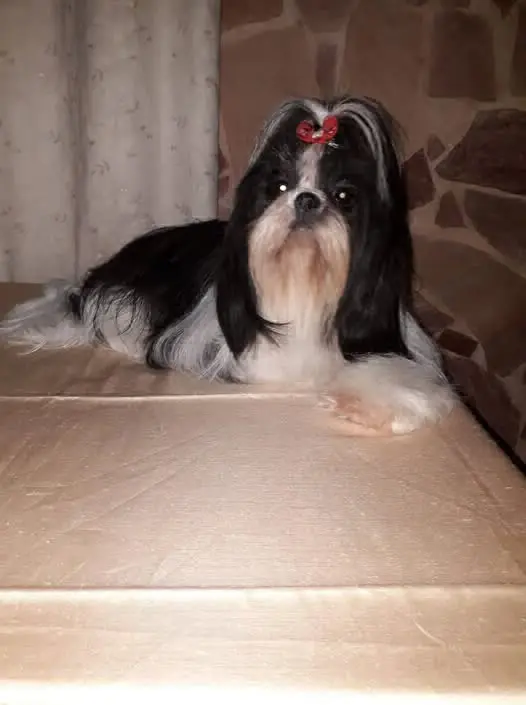 cagna reunited   95032 Belpasso Diana