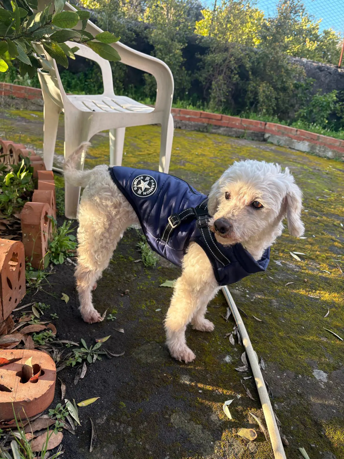 cagna reunited   95030 Pedara Sissi