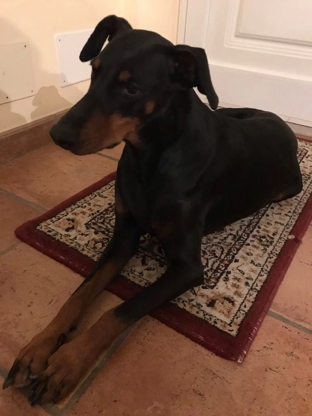 cagna reunited   63900 Fermo Nina