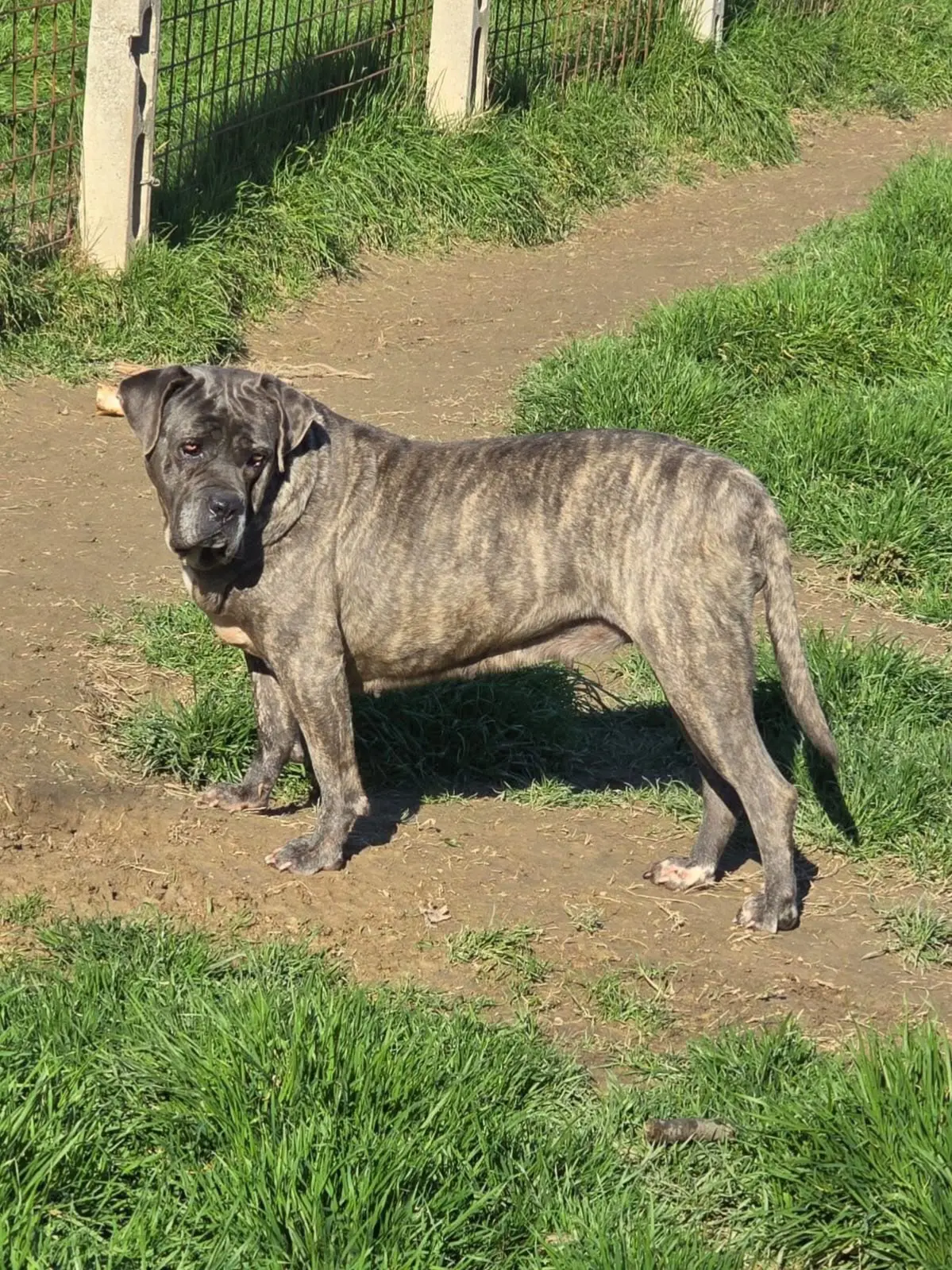 cagna reunited   63900 Fermo Siberia