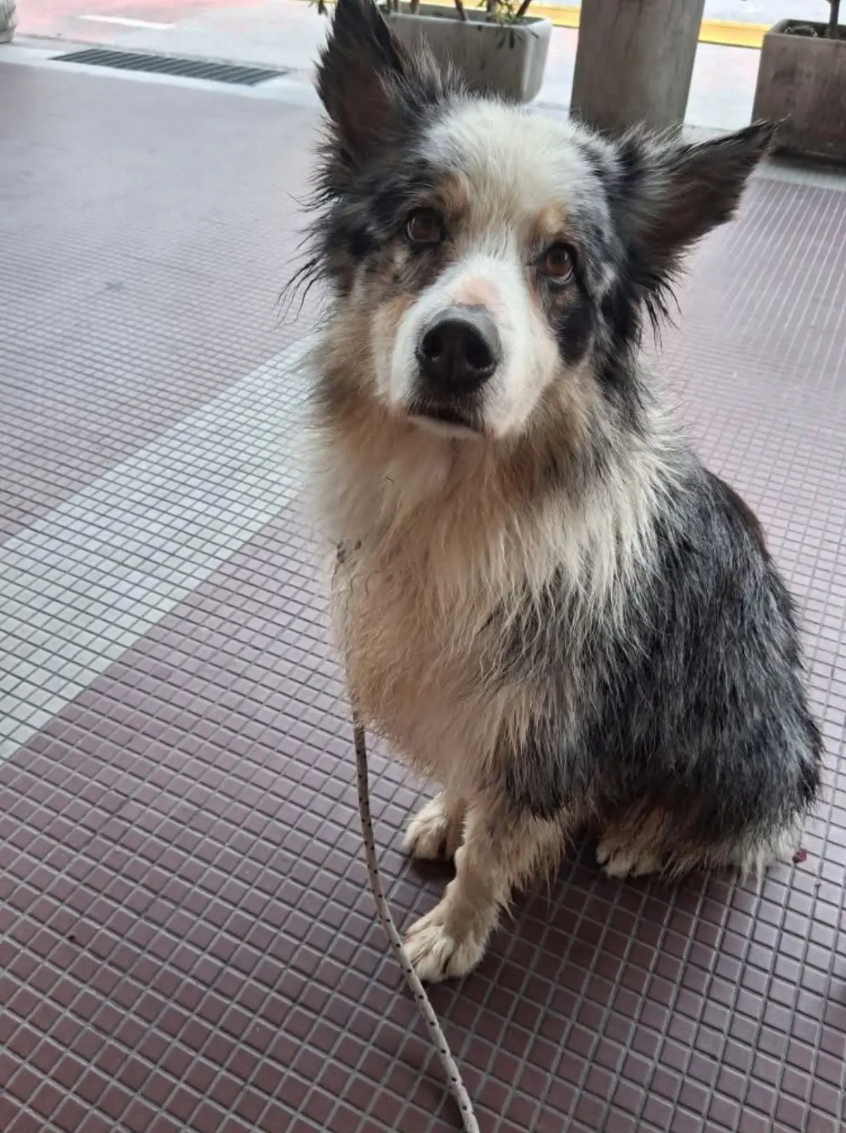 cagna reunited   16033 Lavagna Ariel