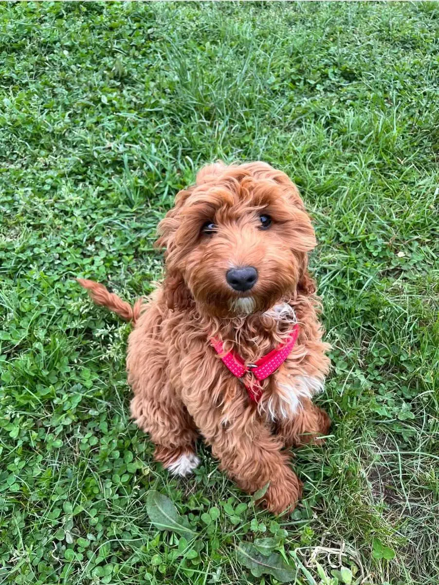 cagna reunited   16035 Rapallo Gilda