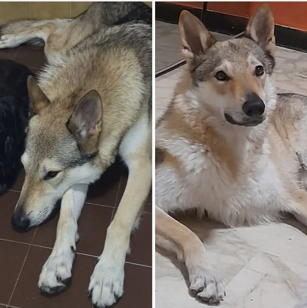 cagna reunited    Gênes Harley