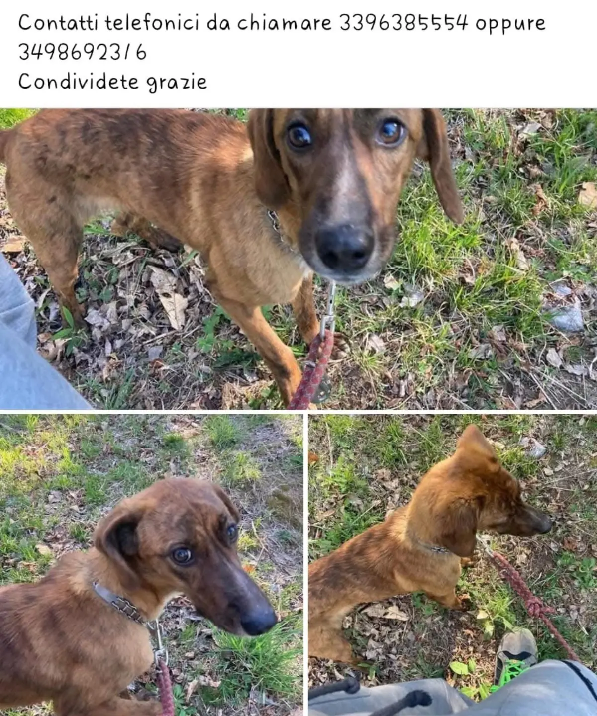 cagna reunited    Gênes Luna