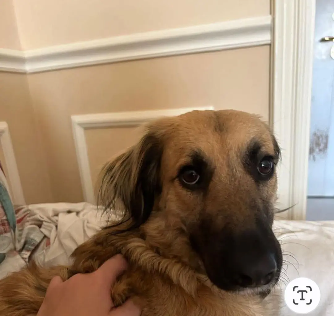 cagna reunited    Gênes Nn lo so