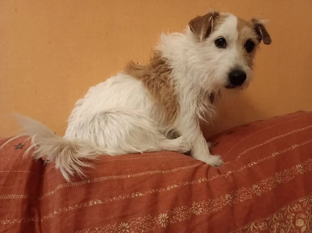 cagna reunited    Gênes Strudel soprannominata strudi