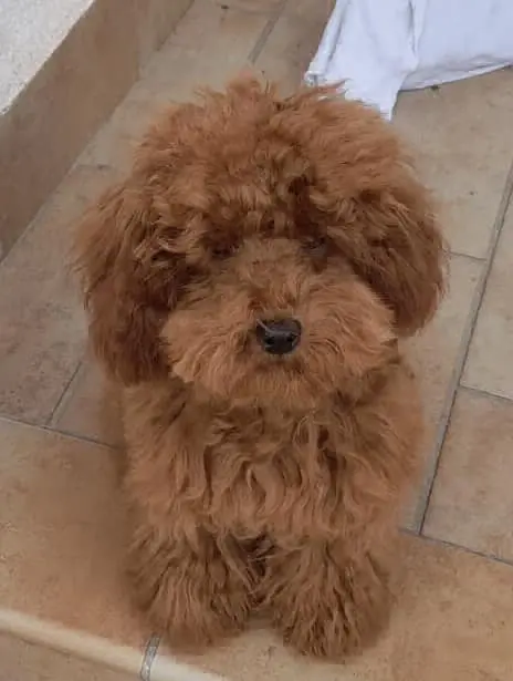 cagna reunited   34074 Monfalcone Moly