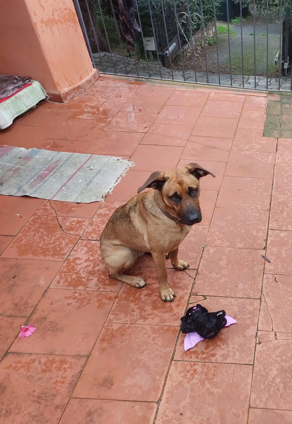 cagna reunited   18100 Imperia Zelda