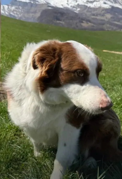 cagna reunited   23855 Pescate Bella