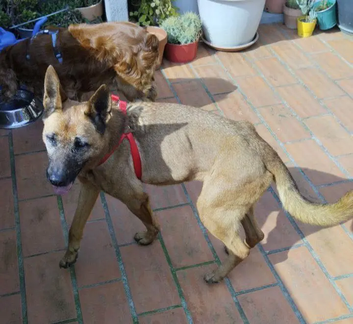 cagna reunited   23826 Mandello del Lario Nara