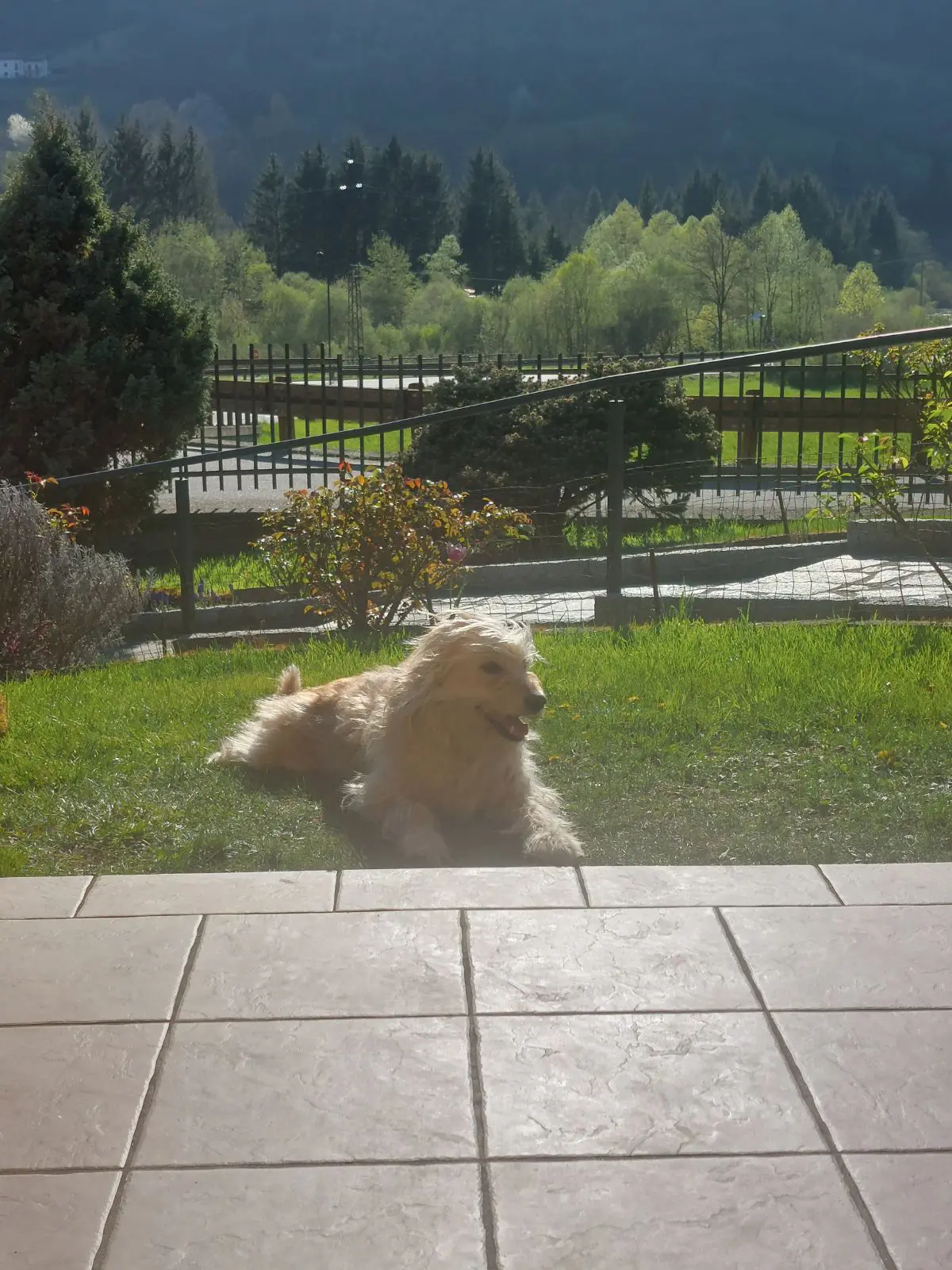 cagna reunited   23813 Cortenova Tuffy