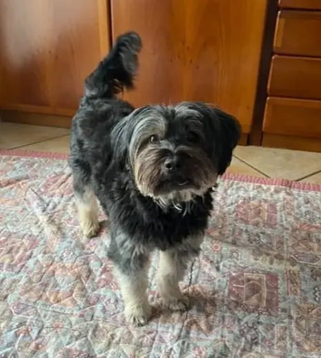 cagna reunited   20814 Varedo Zara