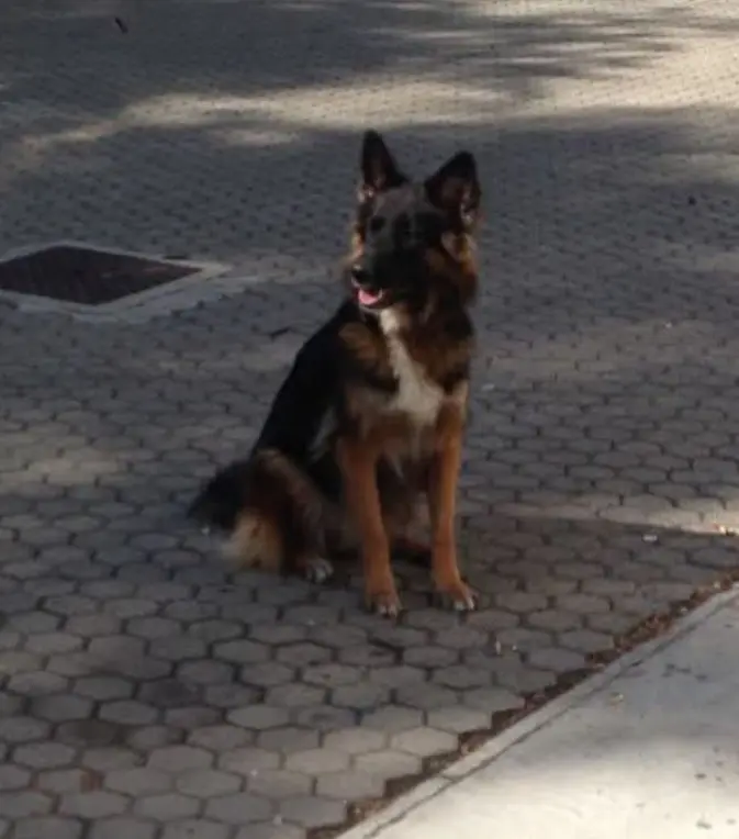 cagna reunited   20025 Legnano Amelie