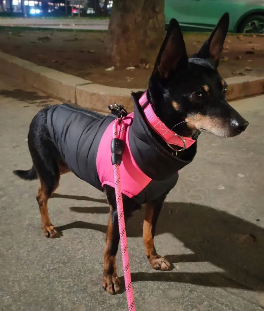 cagna reunited    Abbiategrasso Bad