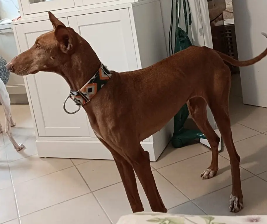 cagna reunited   20025 Legnano Chiara