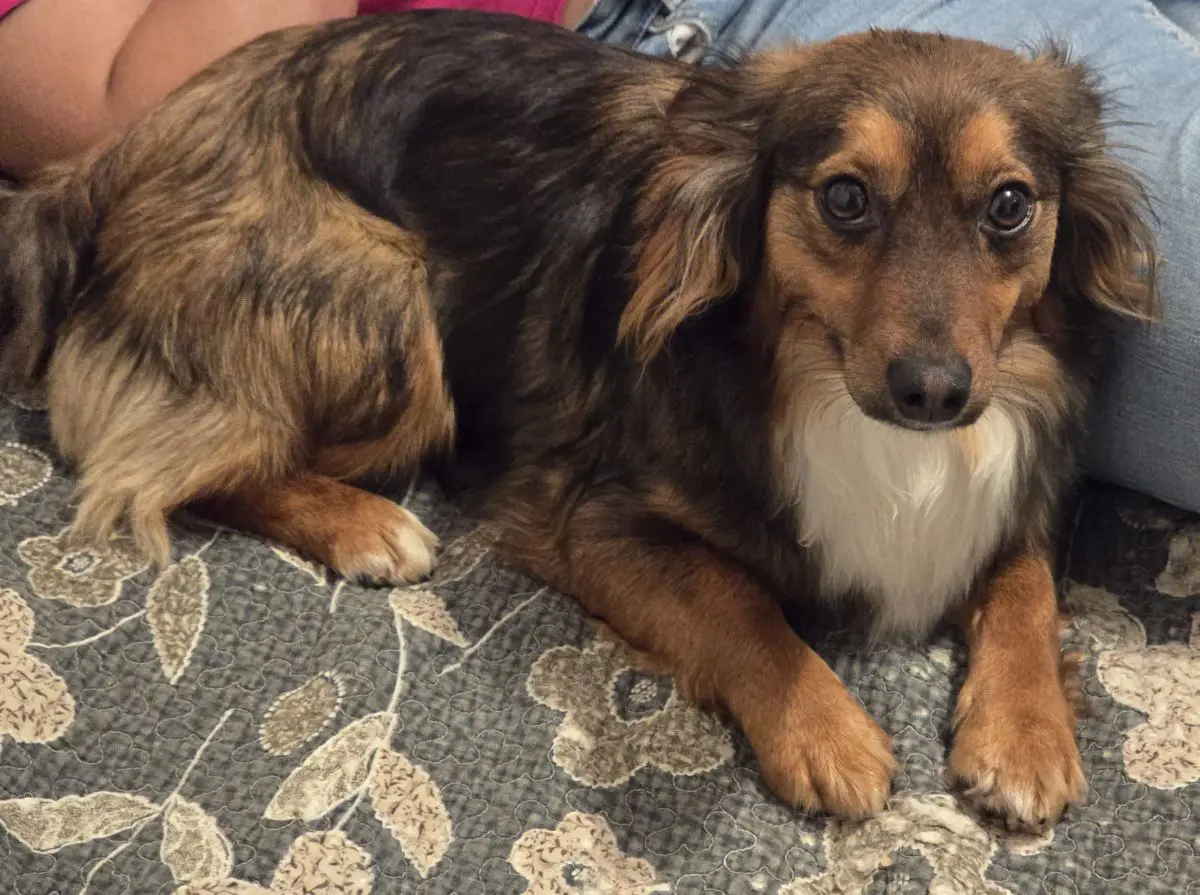 cagna reunited   20098 San Giuliano Milanese Luna