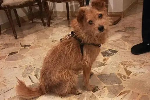 cagna reunited    Milan Mila