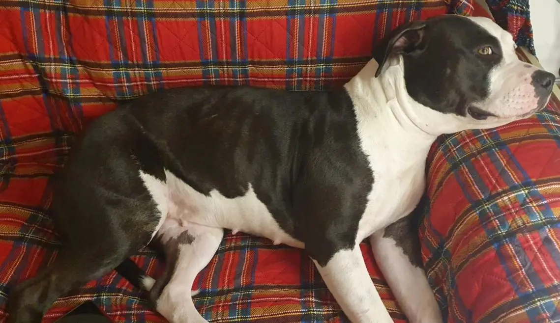 cagna reunited    Milan Zoe