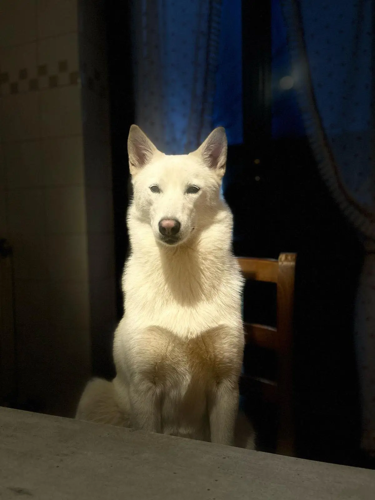 cagna reunited   20086 Motta Visconti Naja